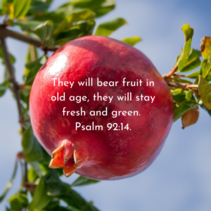 They will bear fruit in old age, they will stay fresh and green. Psalm 9214